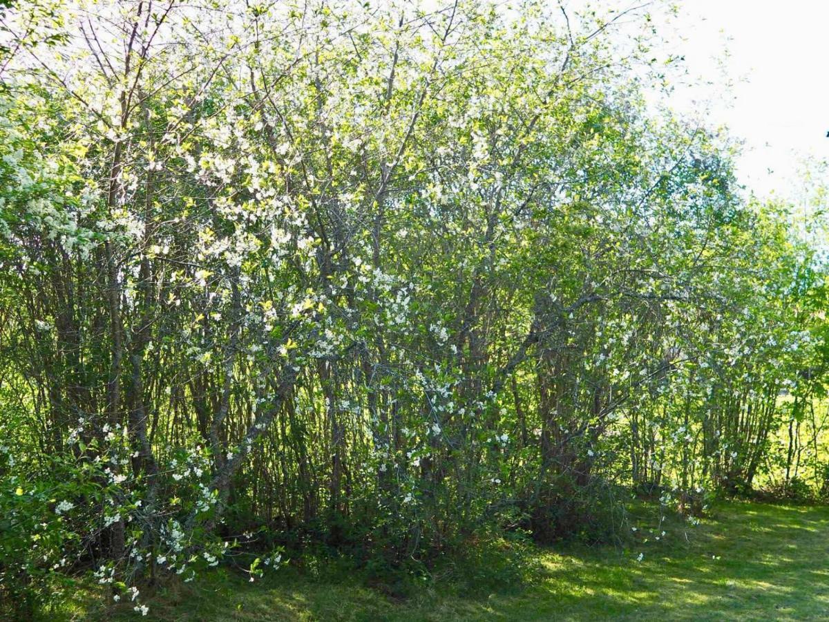 Orsastuguthyrning-Kyrkbyn Villa Ngoại thất bức ảnh